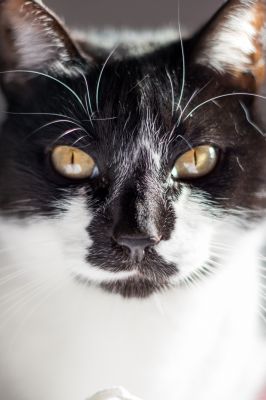 Tiere  Fotografie von Fotografin Francisco Rodriguez Laxague | STRKNG