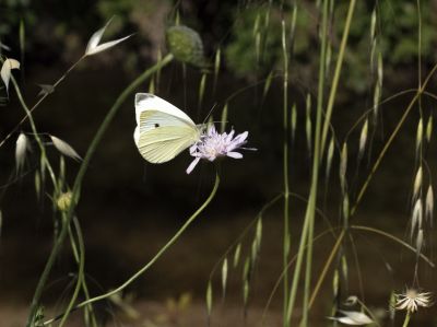butterfly / Animals  photography by Photographer bertrand bigo | STRKNG