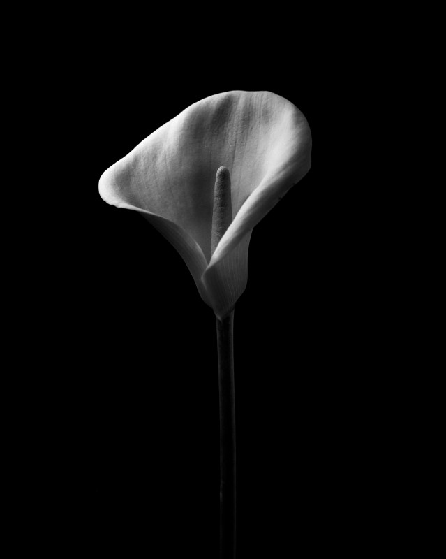 Calla (Enzo&#039;s Calla) - &copy; Mauro Sini | Fine Art