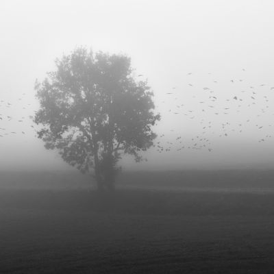 Tree / Fine Art  Fotografie von Fotograf Mauro Sini ★5 | STRKNG