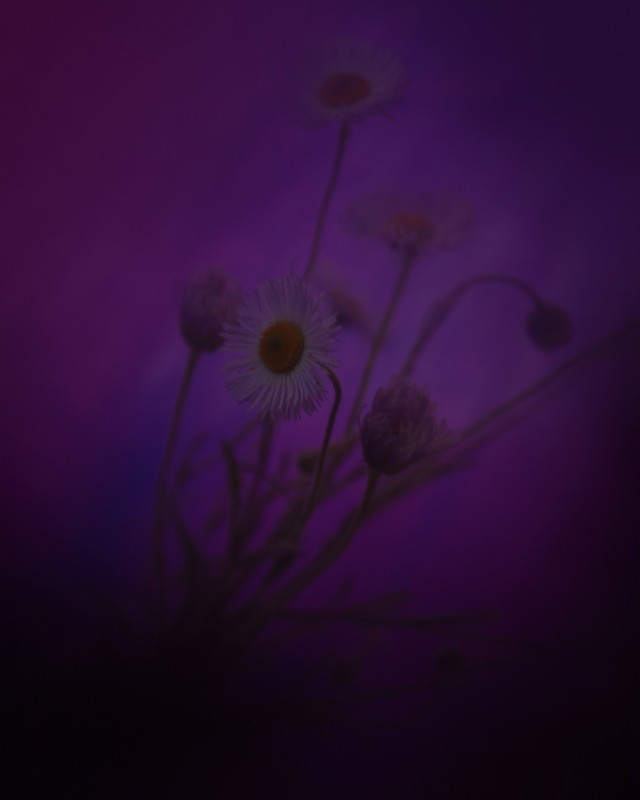 Erigeron_II - &copy; Alexander Hofstetter | Fine Art