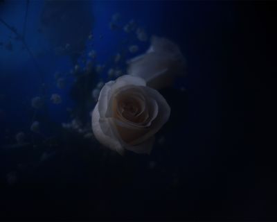 Alba_Rosa_II / Fine Art  Fotografie von Fotograf Alexander Hofstetter | STRKNG