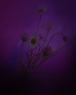 Erigeron_II / Fine Art  Fotografie von Fotograf Alexander Hofstetter | STRKNG