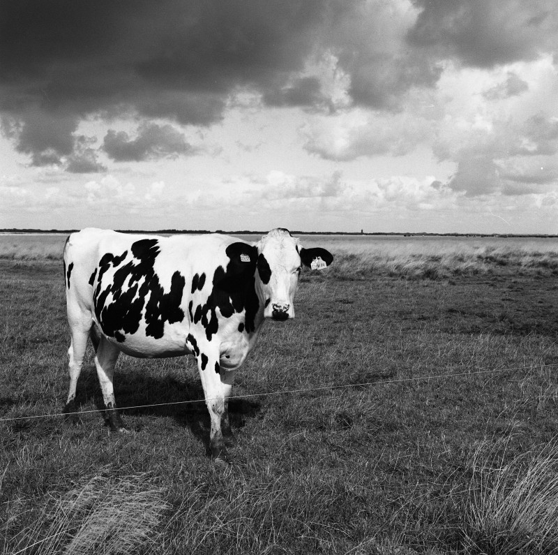 Danish cow - &copy; Arvid Warnecke | Black and White
