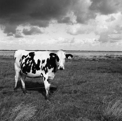 Danish cow / Schwarz-weiss  Fotografie von Fotograf Arvid Warnecke ★1 | STRKNG
