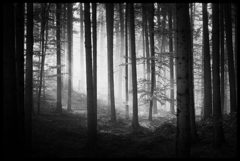 Woodland morning light - &copy; Jakob L. | Landscapes