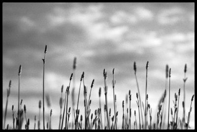 Reach up / Natur  Fotografie von Fotograf Jakob L. ★2 | STRKNG