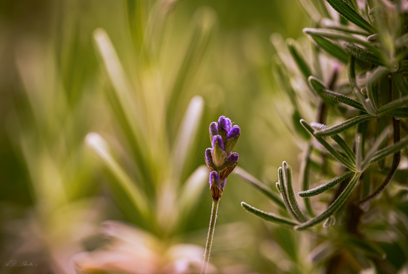 Neustart - &copy; AD-Makrofotografie | Makro