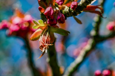 Tree / Macro  photography by Photographer AD-Makrofotografie | STRKNG