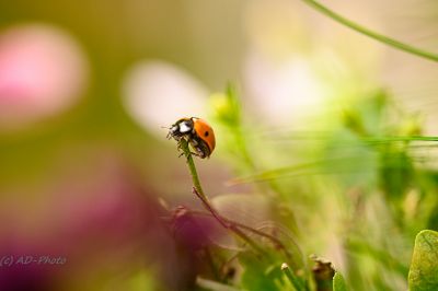 Aufsteiger... / Makro  Fotografie von Fotograf AD-Makrofotografie | STRKNG