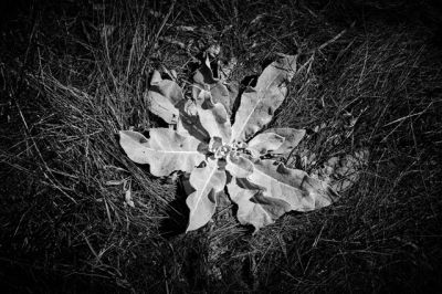 Growing / Nature  photography by Photographer Klaus Lüder | STRKNG