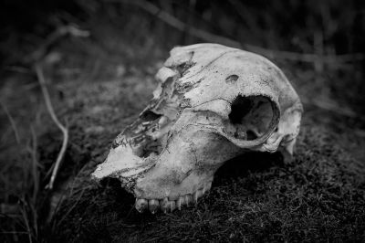 Memento mori I / Nature  photography by Photographer Klaus Lüder | STRKNG