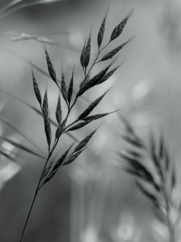 Schattenähre - &copy; Blühfeldt | Nature