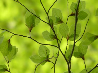 Green in Green / Nature  photography by Photographer Blühfeldt | STRKNG