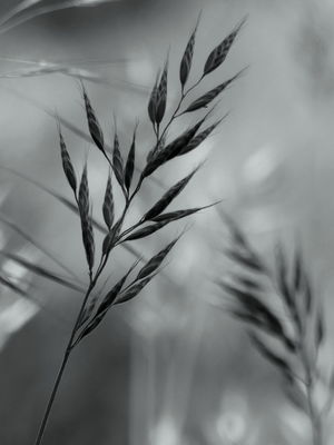 Schattenähre / Natur  Fotografie von Fotograf Blühfeldt | STRKNG