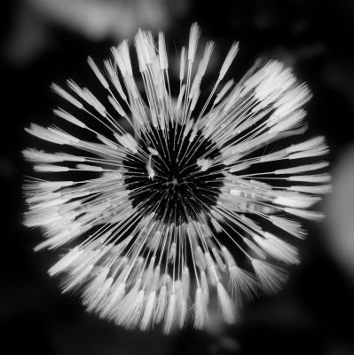 A Silent Bang / Natur  Fotografie von Fotograf Blühfeldt | STRKNG