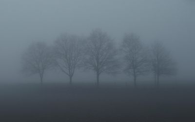 Fünf / Natur  Fotografie von Fotograf Blühfeldt | STRKNG