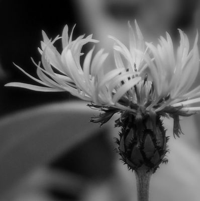 Weiße Krone / Natur  Fotografie von Fotograf Blühfeldt | STRKNG