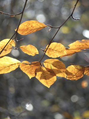 Blätterschatten / Natur  Fotografie von Fotograf Blühfeldt | STRKNG