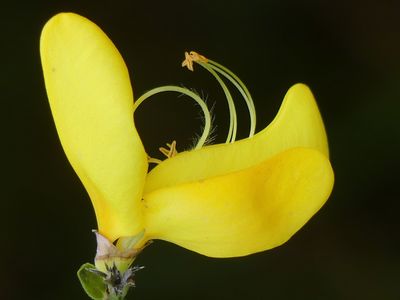 Arabeske / Natur  Fotografie von Fotograf Blühfeldt | STRKNG