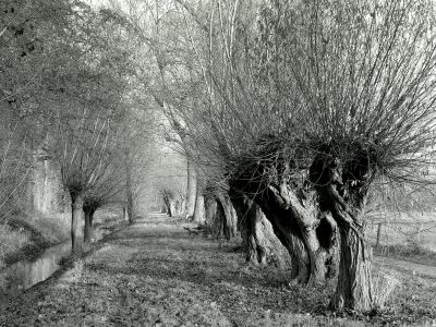 Kopfweidenallee am Niederrhein / Nature  photography by Photographer Blühfeldt | STRKNG