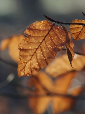 Golden Brown / Nature  photography by Photographer Blühfeldt | STRKNG