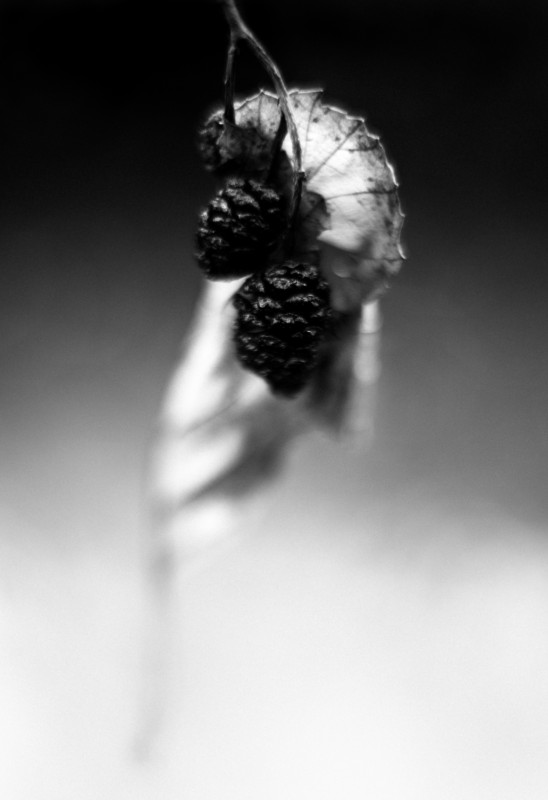 sweets - &copy; bubadibub | Black and White