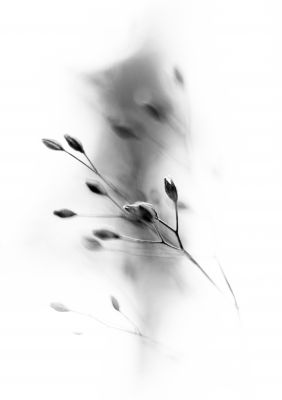 wind / Schwarz-weiss  Fotografie von Fotografin bubadibub ★6 | STRKNG