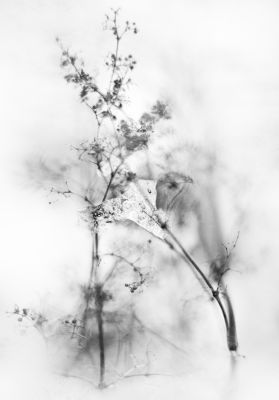 Einstmals war Sommer / Black and White  photography by Photographer bubadibub ★6 | STRKNG