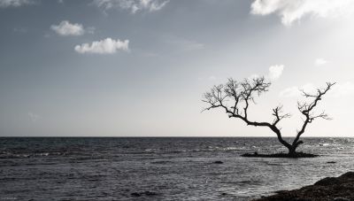 Open Sea Tree / Landscapes  Fotografie von Fotograf Alexander | STRKNG