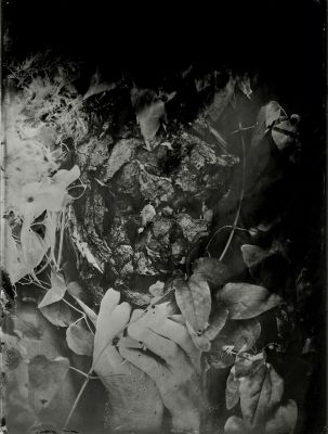 Metamorphoses / Fine Art  Fotografie von Fotografin Laura Aubrée ★2 | STRKNG