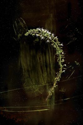 Alchimie I / Conceptual  photography by Photographer Martin D ★1 | STRKNG