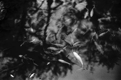 Pond / Natur  Fotografie von Fotograf Marco Bressi ★4 | STRKNG