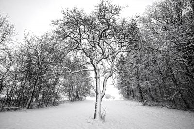 winter tree / Landscapes  photography by Photographer AndreasH. | STRKNG