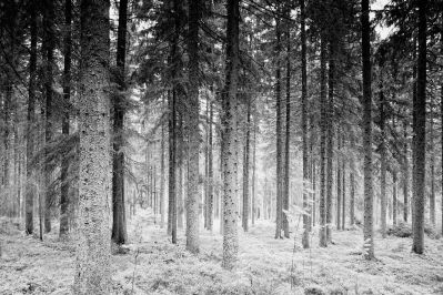 Black Forest / Landscapes  Fotografie von Fotograf AndreasH. | STRKNG