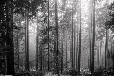 winter day V / Black and White  photography by Photographer AndreasH. | STRKNG