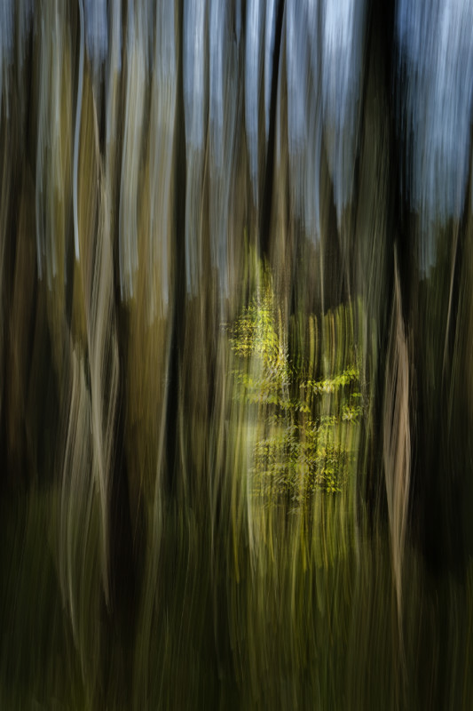 Etang du Bran - &copy; surman christophe | Konzeptionell