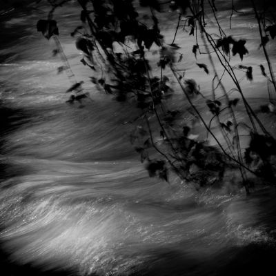 leaves on the water / Schwarz-weiss  Fotografie von Fotograf surman christophe ★1 | STRKNG