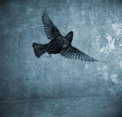 Stare I / Animals  photography by Photographer Michael Heinzig | STRKNG