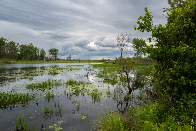 The bogs of lake Erie - &copy; SecondLifeP | Landscapes