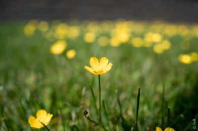 Alone in the world. / Natur  Fotografie von Fotograf SecondLifeP | STRKNG