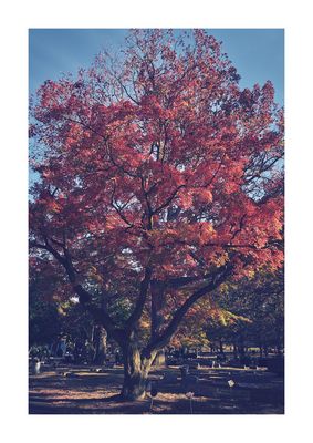 Autumn in the cemetery / Nature  photography by Photographer SecondLifeP | STRKNG