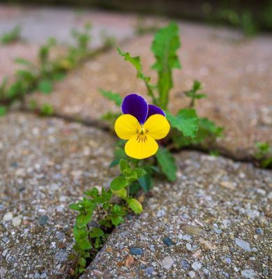 Growing on rough ground / Nature  photography by Photographer SecondLifeP | STRKNG