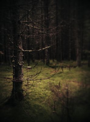 Zauberwald / Landscapes  Fotografie von Fotograf TDK ★1 | STRKNG