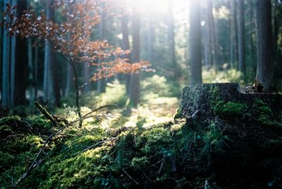 Deep inside the forest / Landscapes  photography by Photographer auqanaj ★1 | STRKNG