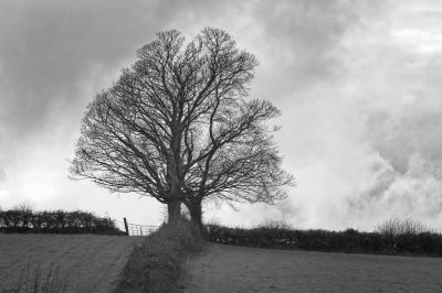 Two Together / Landscapes  Fotografie von Fotograf John Harrop ★1 | STRKNG