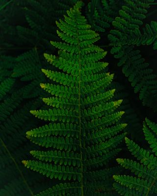 Look better feel more ! / Natur  Fotografie von Fotograf Amirkrb | STRKNG