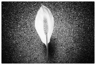 Flower power / Nature  photography by Photographer Fotostregate | STRKNG