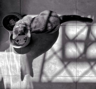 Toulouse / Animals  photography by Photographer Alexi Wiedemann | STRKNG