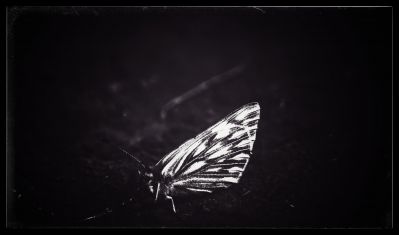 Fallen / Schwarz-weiss  Fotografie von Fotograf Mirko | STRKNG